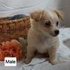 Adorable Chihuahua/Yorkie/Pom/Mini Aussie Mix Puppies 