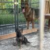 AKC German shepherd puppies