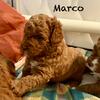 Multigen Australian Labradoodle Puppies 