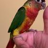 Very Cute Baby Green Cheek Conure