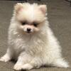 Pomeranian Puppies…Gorgeous CKC babies! 