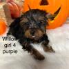 Tea cup yorkie all girls