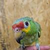 Baby red lorred amazon parrot