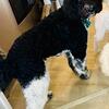 STUD AKC Standard Poodle Available 