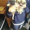 Pug puppies 8 weeks old