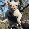 FRENCH BULL DOG PUPPIES
