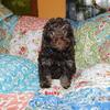 Stud Toy Poodle