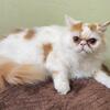 PERSIAN KITTEN MALE 