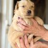 AKC Golden Retriever puppies 