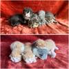 CFA Persian and Exotic Shorthair/Longhair Kittens