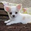 Cute Chihuahua Puppies