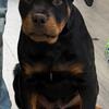 AKC German Rottweiler Puppy Male