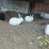 New Zeeland rabbits