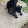 Akc mastiff pups one female two boys PRICE REDUCED!!!