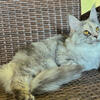 Retired maine coon female 