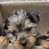 Yorkie 