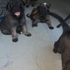 Belgian Malinois puppies 