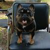 French bulldog stud service