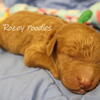 AKC Red Standard Poodle Puppies.