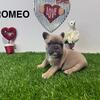 Akc French Bulldog 