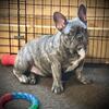 French bulldog puppy
