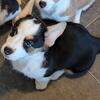 Corgi Kena