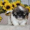 Shih-Tzu Puppies Texas