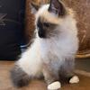 Seal Mitted Male Ragdoll