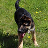 DDR German shepherd boy Roger city Michigan taken orders