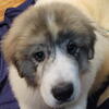 Purebred Great Pyrenees puppies 
