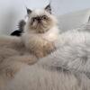 Persian Himalayan Kitten CFA REGISTERED