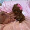 RED FEMALE TEACUP POODLE