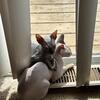 Sphynx Pair Up for Adoption- Male and Female