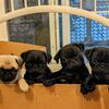 Adorable Pug Pups!