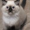 Ragdoll Kitten TICA Registered 