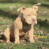 American bully, micro male
