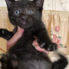 Black kittens