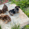 Chocolate Merle yorkies