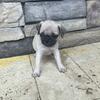 Nice pug puppies in Spring Hill Fl.