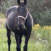 Rescued Standardbred Mare Looking for retirement home