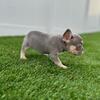 French Bulldog Puppies