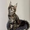 Female Maine coons 