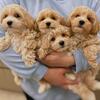 Premium Hypoallergenic Maltipoo Puppies
