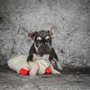 Becky Female French Bulldog
