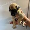 AKC English Mastiff Puppies