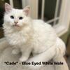 Beautiful 5 to 7 month Ragdoll Kittens on Sale!