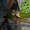 breeding pair pineapple green cheek conures