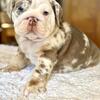 English Bulldog Puppies