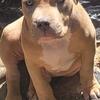 American Bully Pups 