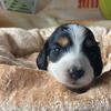 Goose - blk & white long haired piebald 